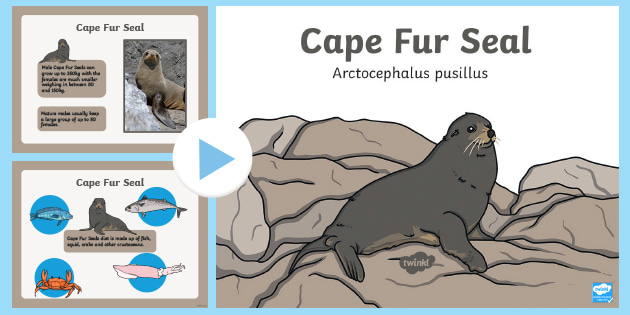 Cape Fur Seal PowerPoint (teacher made) - Twinkl