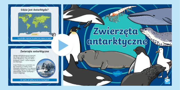 Antarktyda | Zwierzęta Antarktyda | Prezentacja PowerPoint