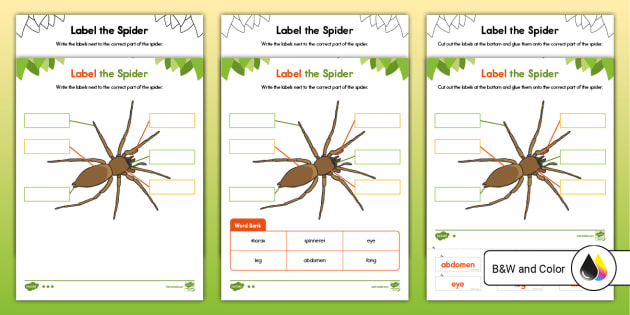 Spider Anatomy Flashcards