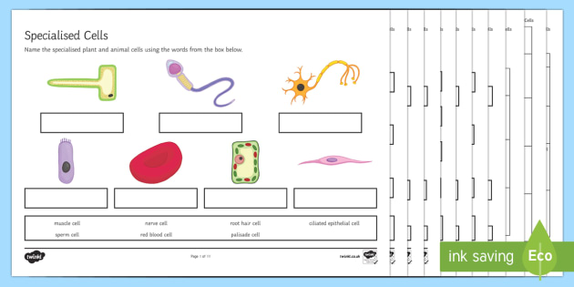 KS3 Specialised Cells Worksheet / Activity Sheets