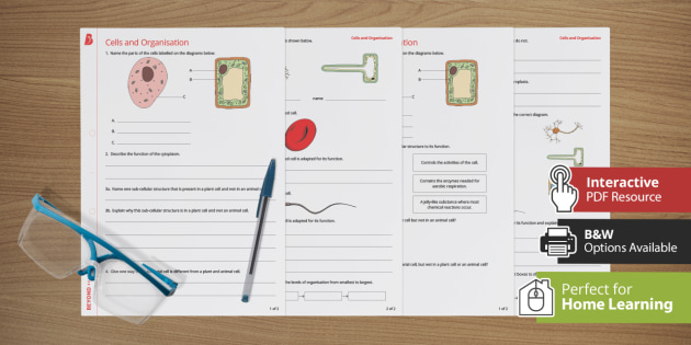 ks3 cells and organization homework worksheet activity sheet