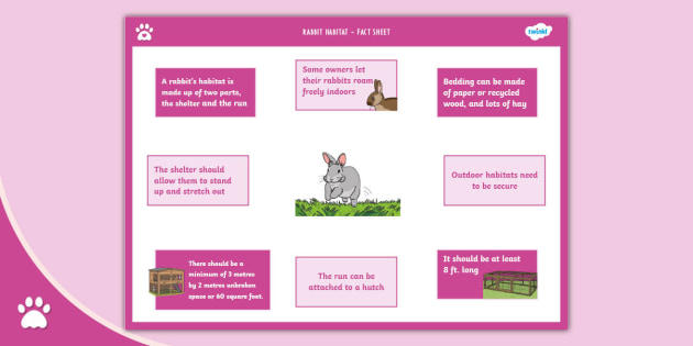 Rabbit Habitat Fact Sheet Bunny Care Twinkl Pets