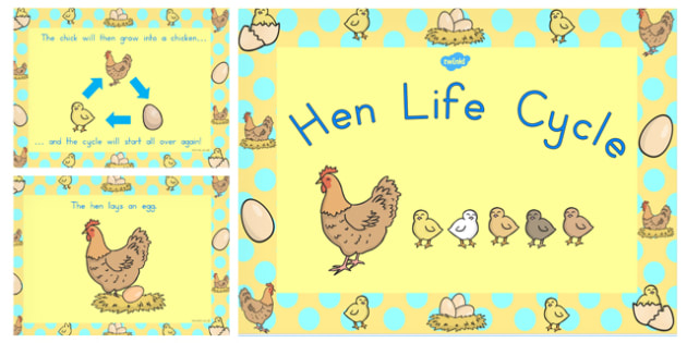 Duck Life Cycle Word Mat (teacher made) - Twinkl