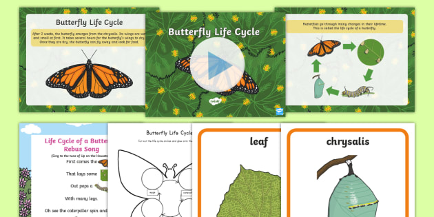 Life Cycle Of A Butterfly Resource Pack Life Cycle Of A