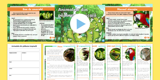 manual Round Canteen Animalele din pădurea tropicală – Pachet (teacher made)
