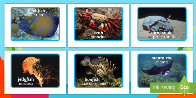 Sea Creatures Display Photographs (Under the Sea) - English/Italian - Sea