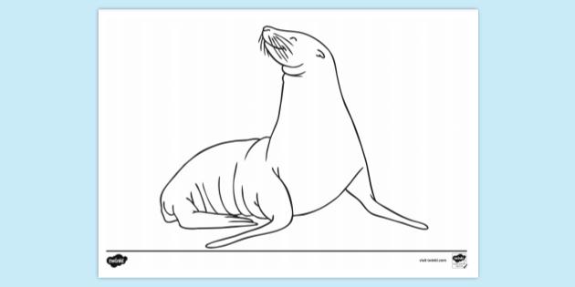 Sea Lion Colouring Sheet | Colouring Sheets