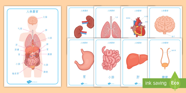人体器官张贴海报