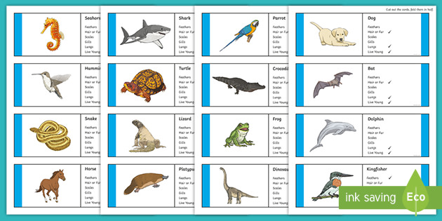 Classifying Vertebrates | Animal Cards (Teacher-Made)