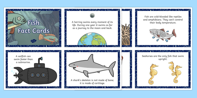 Fish Facts for Kids  Learn Important Terms and Concepts