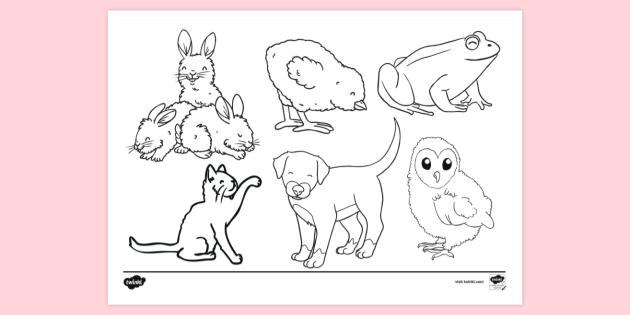 free preschool animal colouring page colouring sheets