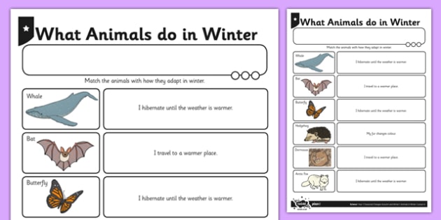Where Do Animals Go in the Winter Worksheet | Natural World