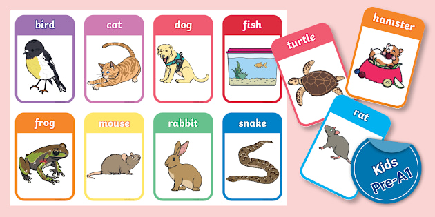 Twinkl ESL Pets Flashcards for Kids