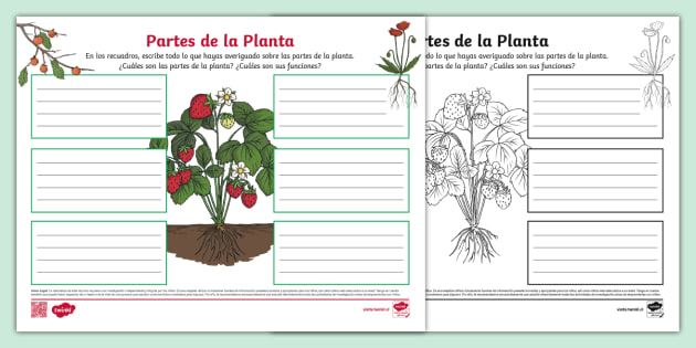 partes-de-la-planta-mind-map
