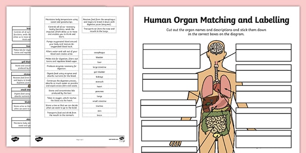 Human Organ Matching And Labelling Activity Teacher Made