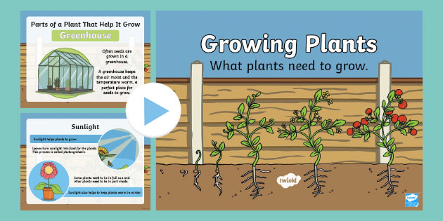 A PowerPoint about Plants | Growing Plants PowerPoint