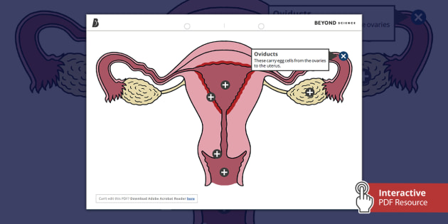 Female Reproductive System Picture Hotspots |Biology| Beyond