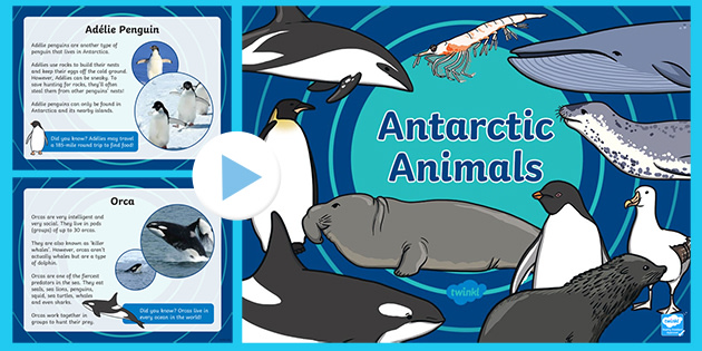 Animals In Antarctica KS1 PowerPoint | Primary Resources