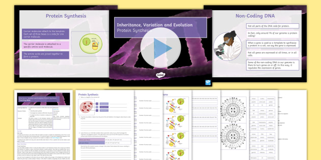 AQA Inheritance, Variation and Evolution Lesson 3: Protein Synthesis (Separate)