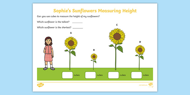  Sophie s Sunflowers Measuring Height Worksheet