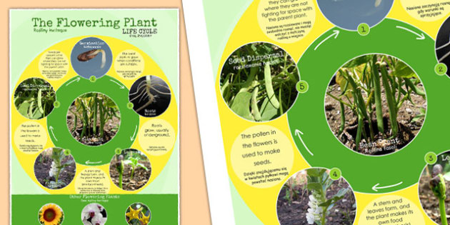 Flowering Plant Life Cycle Display Poster Polish Translation