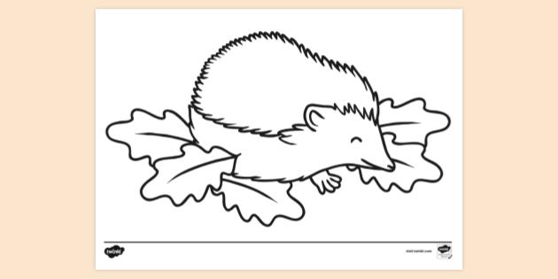 FREE! - Hedgehog Colouring Sheet | Nature Colouring Pages