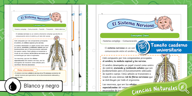Nervios Bebe Meses Nervioso Sistema Nervioso Ficha Informativa