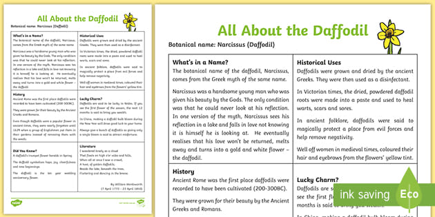 All About The Daffodil Fact Sheet Teacher Made 