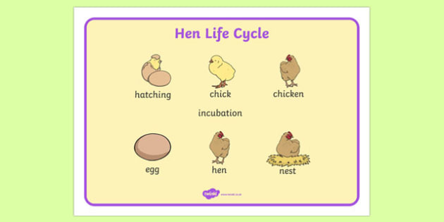 Free Hen Life Cycle Word Mat Teacher Made