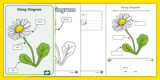 デイジーページ Daisy Diagram Pack (Teacher-Made) - Twinkl