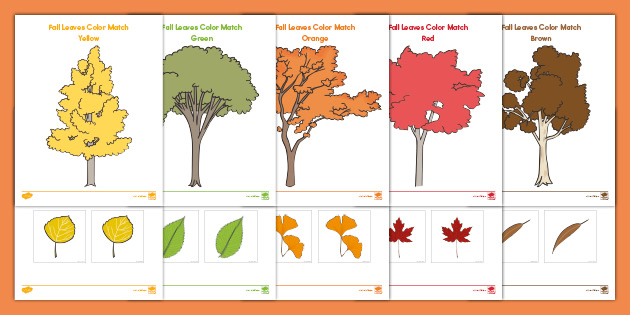 leaf modification worksheet