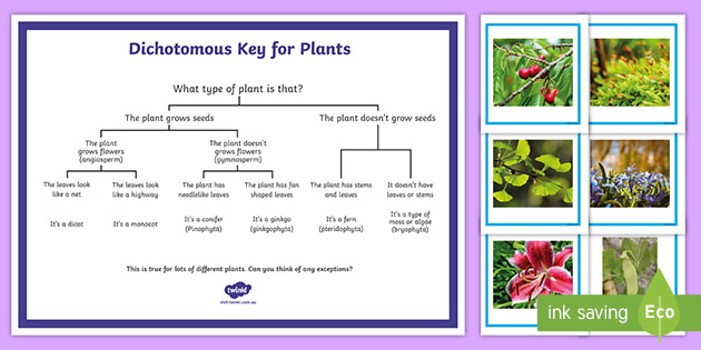 dichotomous-key-for-plants-matching-game