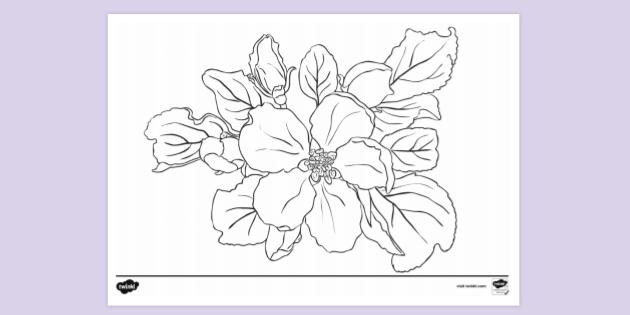 FREE! - Apple Blossom Colouring Sheet (Teacher-Made)