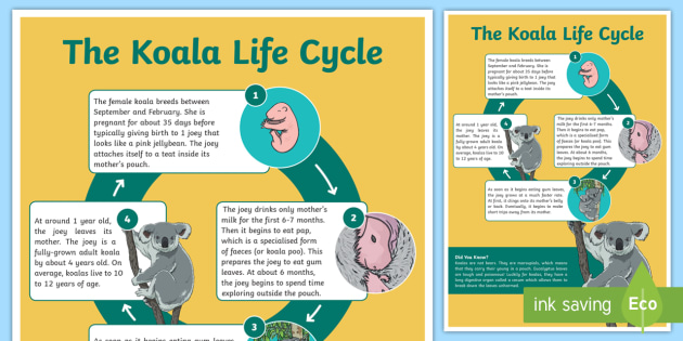 Life Cycle Of A Koala Display Poster Biological Sciences
