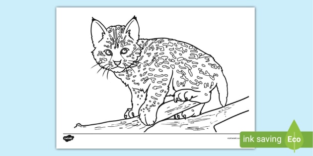 540  Bobcat Coloring Pages Best