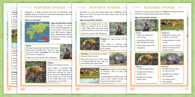 animal fact file cards