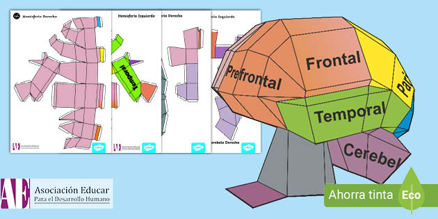Modelo de papel: Cerebro - El Profesor Neuri (teacher made)