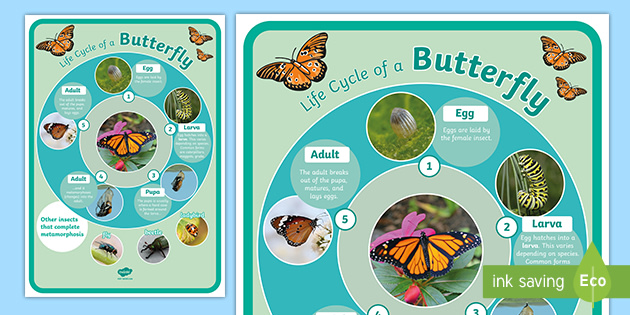 CLASS TOPIC GROUP DISCUSSION DISPLAY CARDS EYFS THE LIFECYCLE OF A BUTTERFLY 