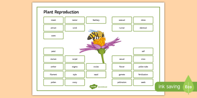 Plant Reproduction Word Mat Teacher Made