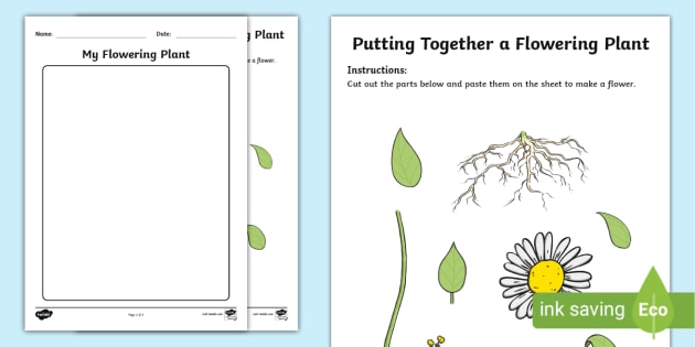 Putting　Together　a　made)　Flowering　Plant　Activity　(teacher