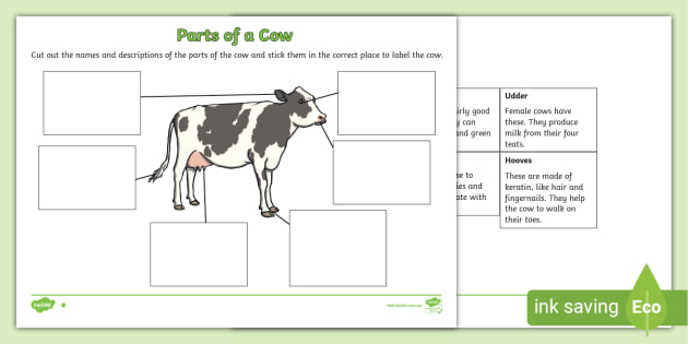 Parts of a Cow Differentiated Worksheets - F-2 Living Things