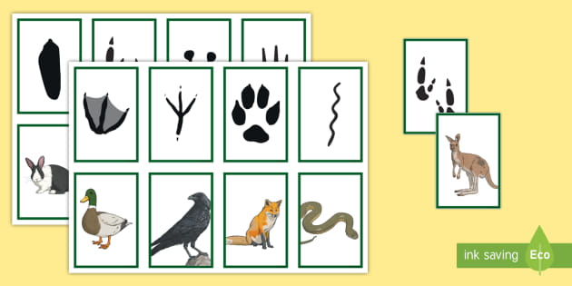 Animal Footprint Matching Cards (teacher made) - Twinkl