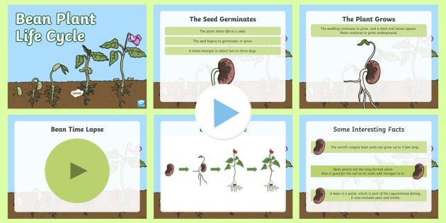 Bean Life Cycle PowerPoint - garden, seed, root, shoot, stem, leaf, leaves