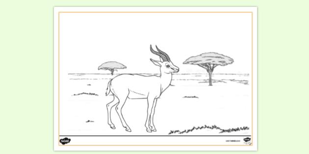 Gazelle Facts for Kids - Twinkl Homework Help - Twinkl