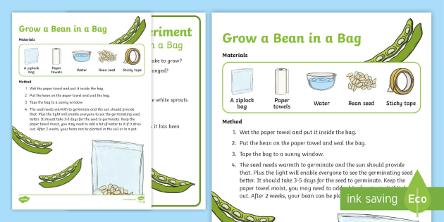 bean plant growth experiment