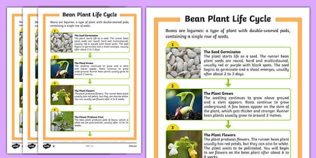 Bean Plant Life Cycle Differentiated Fact File