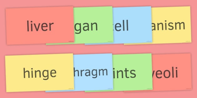 Body Organs Word Wall (teacher made)