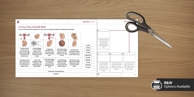 Having a Baby Cut and Stick Worksheet KS3 Reproduction