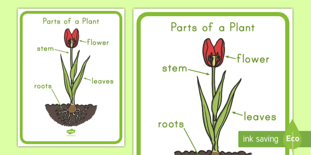Plant Poster Ideas Parts Of A Plant Primary Resources