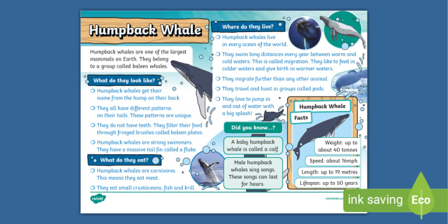 Whale Facts For Kids 8 Facts Every Child Should Know Six Things You